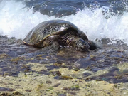 ラニアケアビーチ