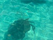 何度も亀さんと会える。ぷかっと水面に顔を出す｡