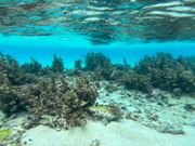 海中の美しさに感動。自然を壊すも守るも私たち人！この美しさを守るためにみんなで意識していきましょう♬