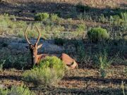 野生のエルク鹿