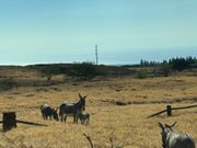 途中ロバの赤ちゃんに遭遇！