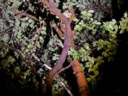 フクロウにも遭遇