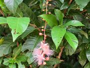 本来、夜に咲くサガリバナ