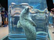 有名なあざらし