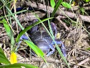 4kg級のヤシガニ