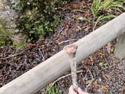 カウリの樹の落ちた枝