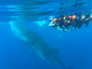 ぼやけてますが…