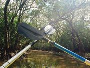 マングローブ地帯へ