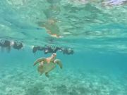 みんなでウミガメ観察