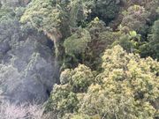 映画アバターに出てきた木もみれました