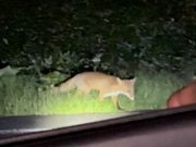 可愛いキツネ / 可愛的狐狸