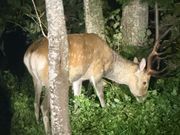 雄エゾシカです。