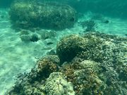 シュノーケルでは目の前にたくさんの魚たちが！