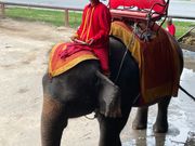 ゾウ夫婦での体験最高でした