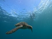 ウミガメとスリーショット