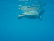 カメラマン:ジェイクが撮ってくれた亀さんです！