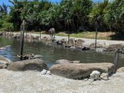 くつろぐ水牛たち(油布島)