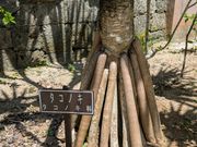 タコノキ(油布島)