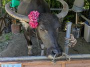 あんずちゃん(油布島)