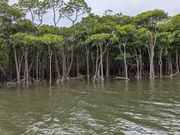 マングローブ遊覧