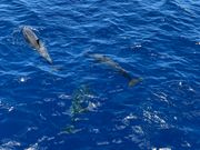 イルカが近くに