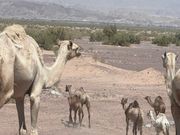 道路脇を歩くラクダ