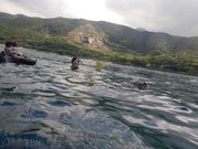 海亀が呼吸をするために水面に！