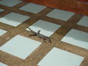 現地でひょっこり顔を出したトカゲさん