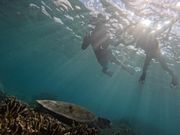 ウミガメシュノーケル