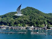 カモメが飛び交う伊根の舟屋