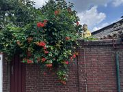 北村韓屋村を散策