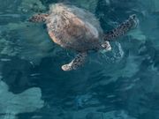 桟橋からウミガメが見える