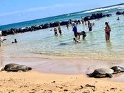 ホヌちゃん達が続々と