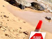 砂浜に上がったホヌちゃんは初めて見ました