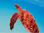 息継ぎをしに行く亀さん🐢