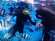 シュノーケリング