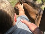 Wild horses were so friendly! 