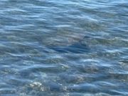 念願のウミガメ