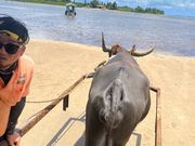 水牛車の牛さんすみれちゃんが穏やかで可愛かった　お兄さんの歌も最高でした！