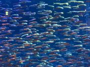 いわしが圧巻！