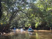 カヌーでマングローブの森探検