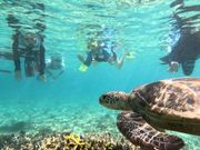 海は透明度が高くウミガメさんも近い❣️