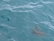 見えづらいけどウミガメ