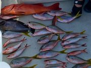 1回目は子供2人と…アカジンゲット