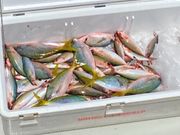 2回目は子供3人連れて…大漁