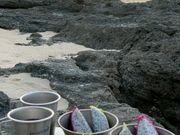 おやつのドラゴンフルーツ