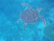 小亀が遊びに来てくれました