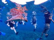 人間に囲まれる海がめちゃんｶﾜ(・∀・)ｲｲ!!