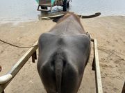 由布島まで水牛さんに乗せていただく。途中、三線で歌を聴きながら、西表島満喫