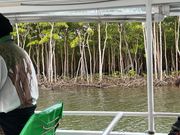 マングローブの森を船で見学